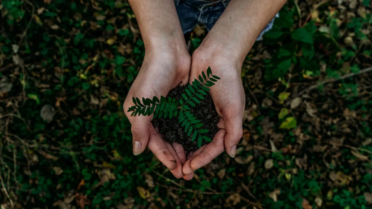 Geste de soin végétal et transmission horticole au siège de l'association